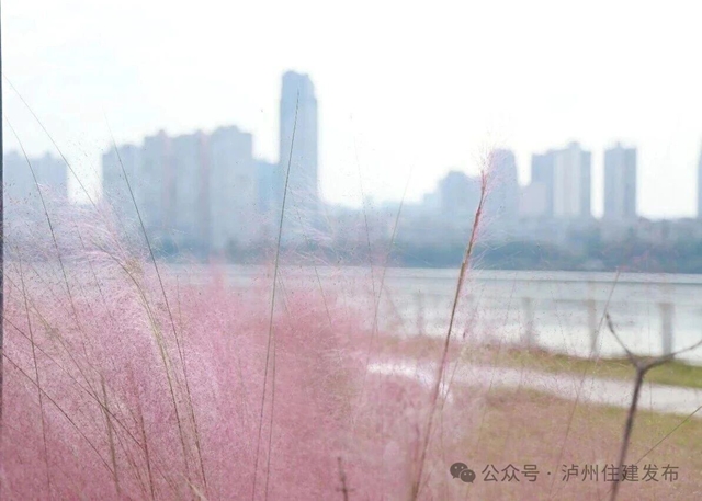 泸州这些公园粉黛进入盛花期!拍照很美, "打卡"勿忘文明(图8) 8.jpg