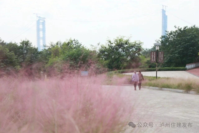 泸州这些公园粉黛进入盛花期!拍照很美, "打卡"勿忘文明(图10) 10.jpg