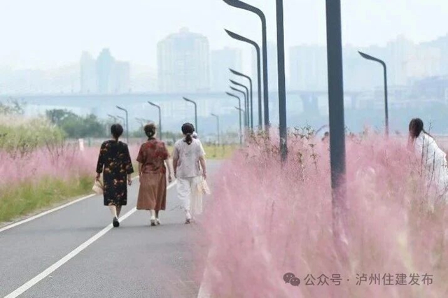 泸州这些公园粉黛进入盛花期!拍照很美, "打卡"勿忘文明(图9) 9.jpg