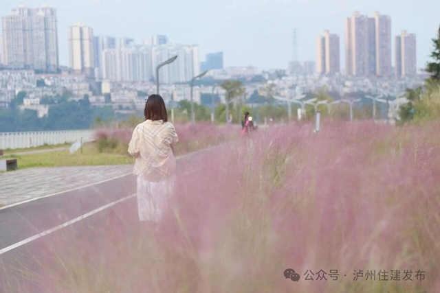 泸州这些公园粉黛进入盛花期!拍照很美, "打卡"勿忘文明(图7) 7.jpg