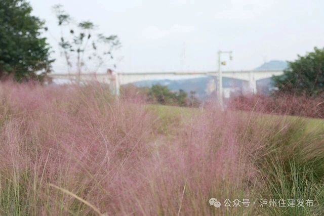 泸州这些公园粉黛进入盛花期!拍照很美, "打卡"勿忘文明(图11) 11.jpg