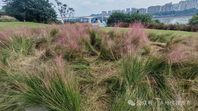 泸州这些公园粉黛进入盛花期!拍照很美, "打卡"勿忘文明(图15) 15.jpg