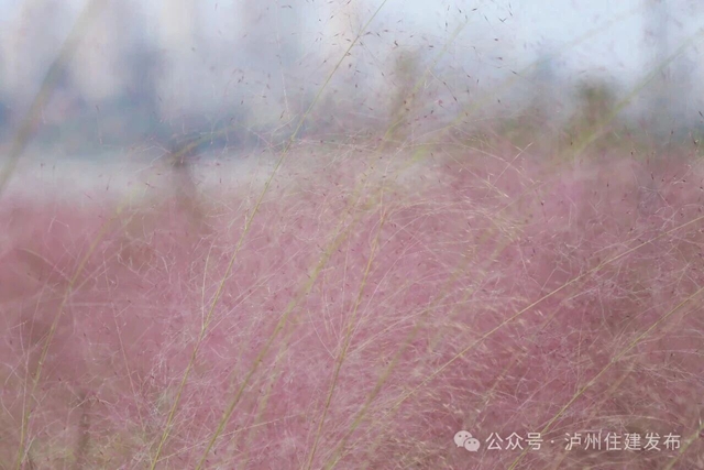 泸州这些公园粉黛进入盛花期!拍照很美, "打卡"勿忘文明(图18) 18.jpg