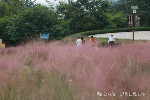 泸州这些公园粉黛进入盛花期!拍照很美, "打卡"勿忘文明(图17) 17.jpg