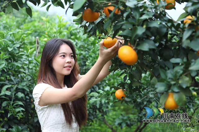 纳溪:果满枝头,“橙”就乡村致富路(图1) 果1.jpg