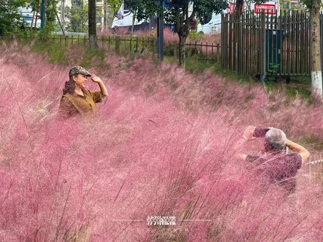 最近,打卡泸州粉黛乱子草的人注意!(图1) 草1.jpg