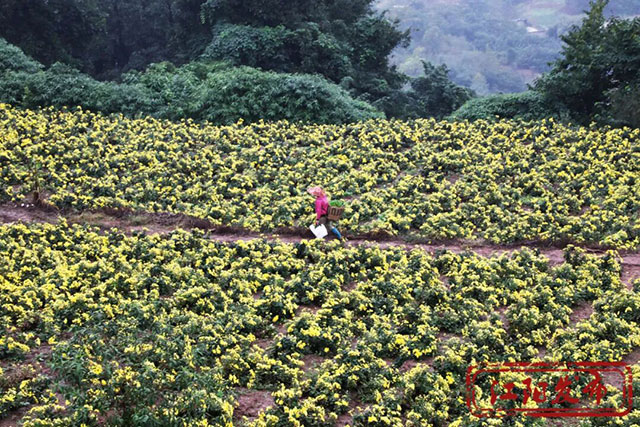 江阳这个村,整了点“花”样(图2) 2.jpg