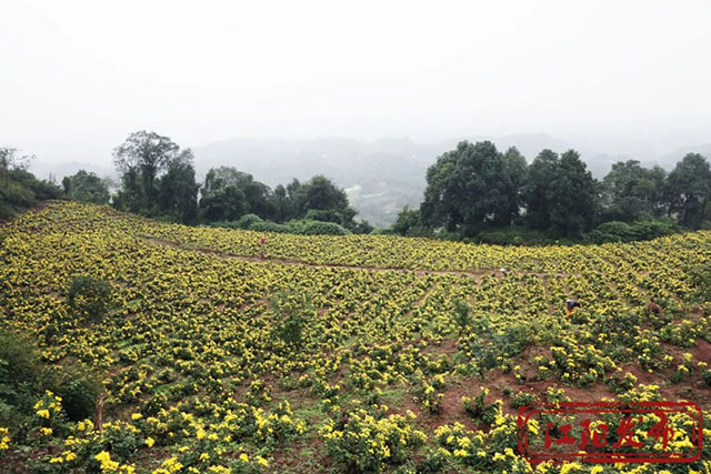 江阳这个村,整了点“花”样(图1) 1.jpg