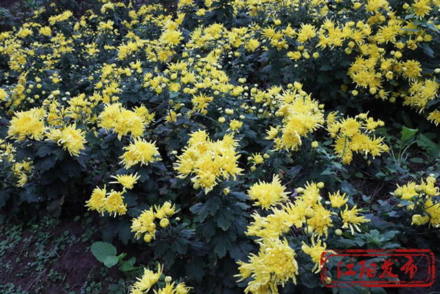 江阳这个村,整了点“花”样(图4) 4.jpg