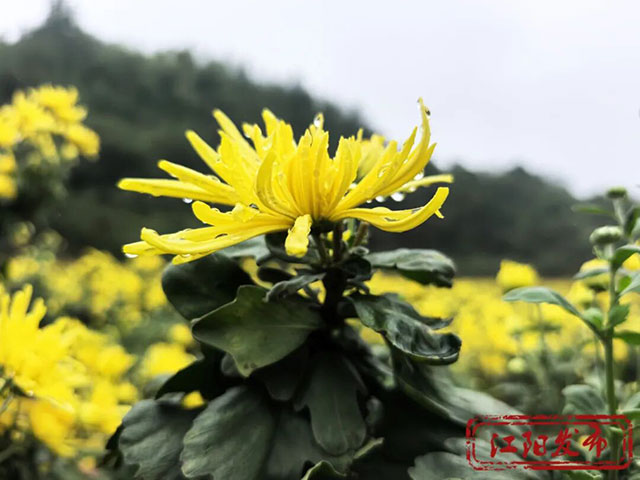 江阳这个村,整了点“花”样(图7) 7.jpg