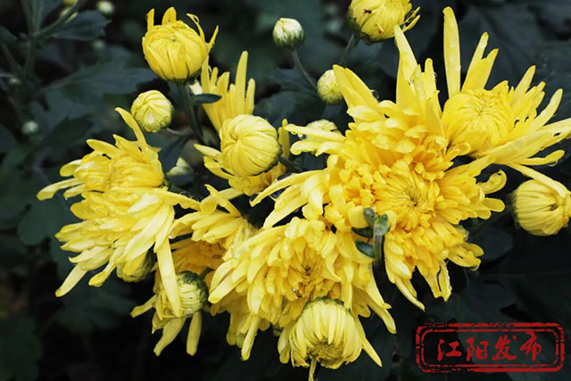 江阳这个村,整了点“花”样(图8) 8.jpg