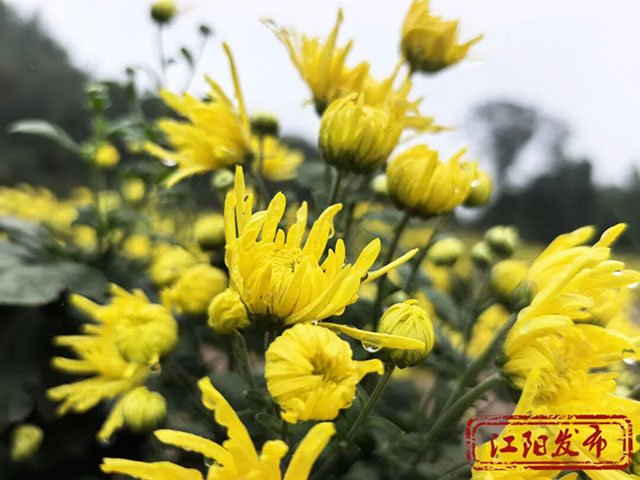 江阳这个村,整了点“花”样(图13) 13.jpg