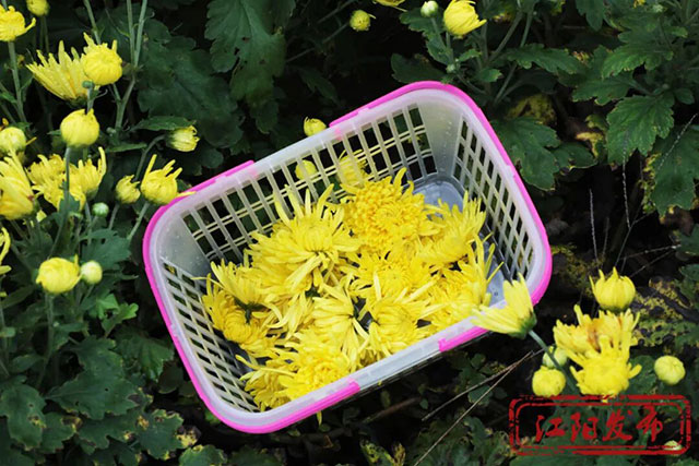 江阳这个村,整了点“花”样(图14) 14.jpg