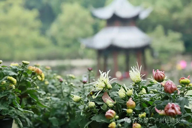 泸州忠山公园菊花雅集来啦!2000株菊花等你打卡(图1) 1.jpg