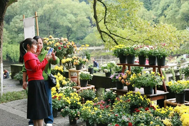 泸州忠山公园菊花雅集来啦!2000株菊花等你打卡(图2) 2.jpg