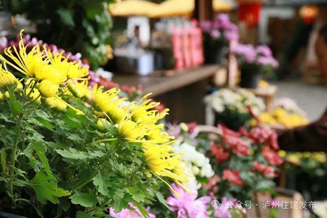 泸州忠山公园菊花雅集来啦!2000株菊花等你打卡(图3) 3.jpg