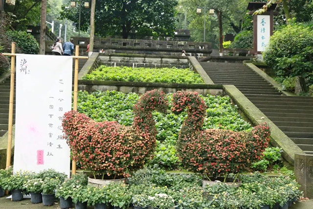 泸州忠山公园菊花雅集来啦!2000株菊花等你打卡(图4) 4.jpg