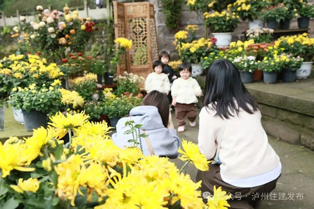 泸州忠山公园菊花雅集来啦!2000株菊花等你打卡(图5) 5.jpg