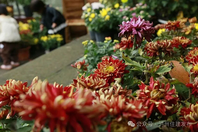 泸州忠山公园菊花雅集来啦!2000株菊花等你打卡(图7) 7.jpg