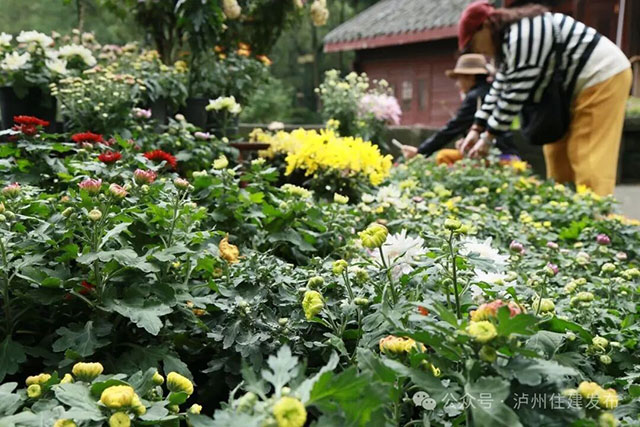 泸州忠山公园菊花雅集来啦!2000株菊花等你打卡(图9) 9.jpg