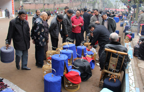 叙永斗鸟大赛&nbsp;战斗正酣(图5)