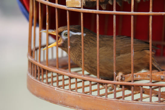 叙永斗鸟大赛&nbsp;战斗正酣(图2)