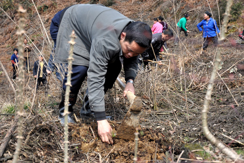 叙永：义务植树6万株&nbsp;防旱情(图1)