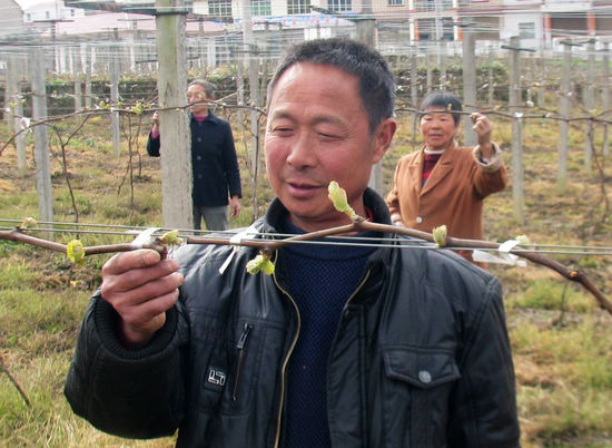 纳溪区：精心管理葡萄苗保增收(图1)