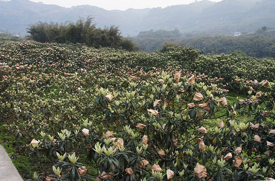 民富村强&nbsp;天仙镇创先争优效果显著(图4)