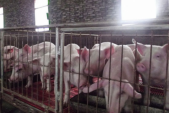 民富村强&nbsp;天仙镇创先争优效果显著(图3)