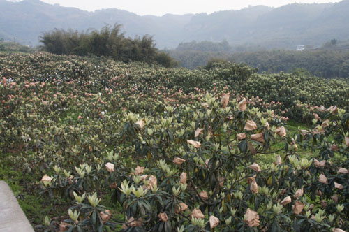 天仙枇杷&nbsp;满园尽戴“黄金甲”(图1)