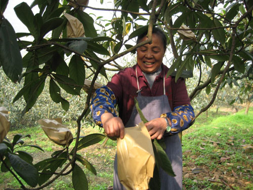 天仙枇杷&nbsp;满园尽戴“黄金甲”(图2)