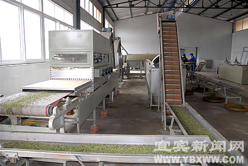 进军欧盟&nbsp;宜宾有机茶拿到“通行证”(图3)