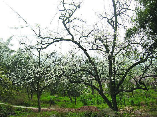 丹林&nbsp;赏花经济正当时(图1)