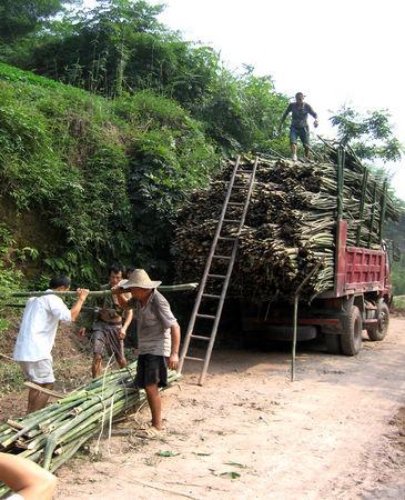 叙永：竹子变“金条”&nbsp;生活“绿翡翠”(图1)
