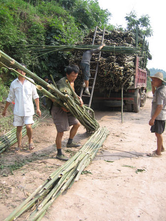 叙永：竹子变“金条”&nbsp;生活“绿翡翠”
