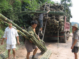 泸州叙永：竹子变“金条”&nbsp;生活“绿翡翠”