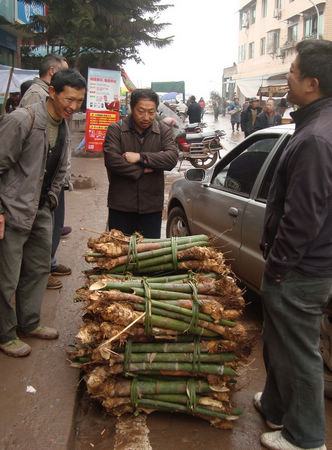 五通镇：竹种经纪人&nbsp;瞅准商机大赚“一把”