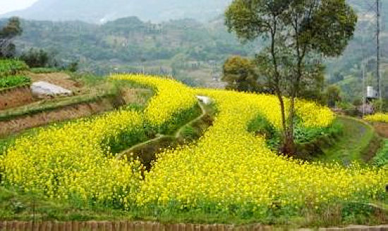 五通镇：千亩油菜丰收在望