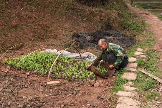 大石乡：农民春种掀热潮
