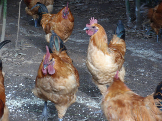 天仙镇：倾力打造“乐道子”土鸡品牌