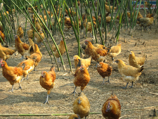 天仙镇：倾力打造“乐道子”土鸡品牌(图1)