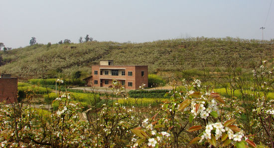 云锦镇:千亩藤梨长势喜人(图2)