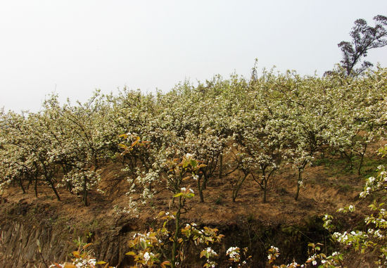 云锦镇:千亩藤梨长势喜人(图1)