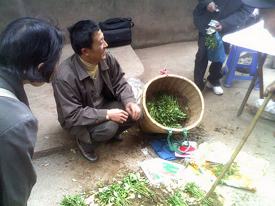 五通镇：辣椒秧苗俏&nbsp;五通农民笑