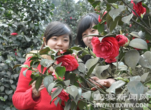 “高县乡村旅游节&nbsp;罗场镇第一届茶花节”开幕(图4)