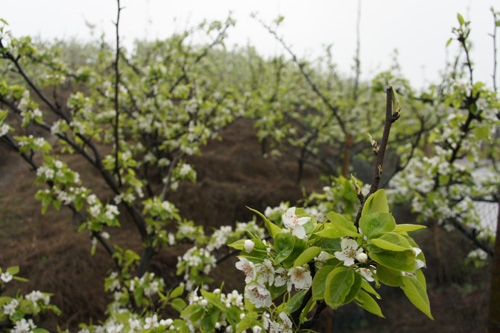 阳春三月 “梨花仙子”落满天仙镇(图1) 阳春三月 “梨花仙子”落满天仙镇(图1)