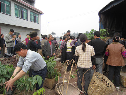 榕山镇：村民喜获荔枝苗&nbsp;辛勤种下“希望树”(图1)