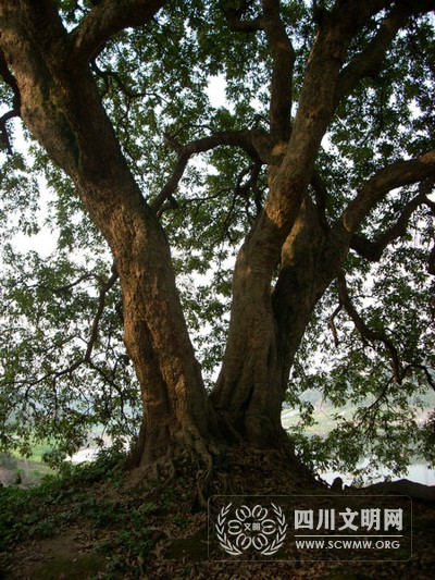 江阳区况场镇县峰山现“桂圆王”(图2)