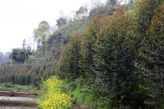 龙车镇：速生巨桉受欢迎(图1)